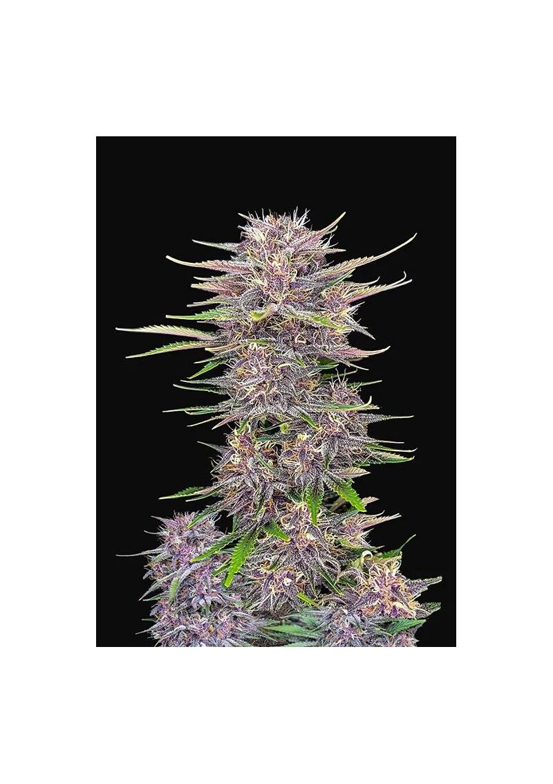Banana Purple Punch Auto, Фасовка: 5, изображение 4